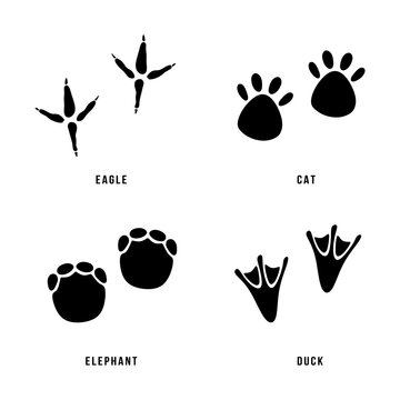 Set of animal footprints. Black silhouettes of paws animal feet or footprints. Collection contains four animals eagle, cat, elephant and duck. Minimal vector illustration isolated on white background
