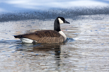 Goose on Icy Pond