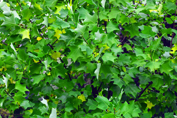 green autumn leaves. close-up, green-yellow leaves on a tree in the rays of the autumn sun. In the park on a sunny day. autumn theme, beautiful season. natural background. selective focus