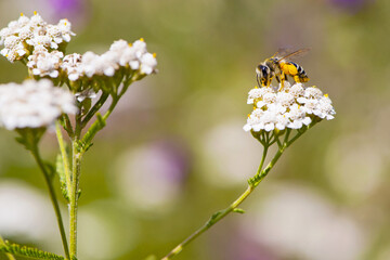 bee in yellow pollen on a background of white flowers. white wild flower Achillea millefolium and wild bee. honey bee collects nectar on yarrow flowers. close-up, bokeh, natural background
