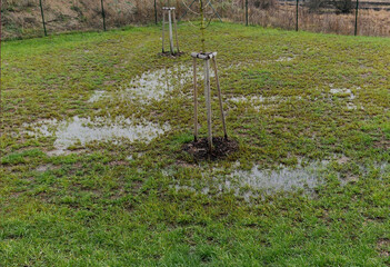 waterlogged soil in the park does not receive water from the spring rain. poorly executed drainage...