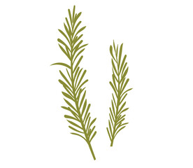 Rosemary plant, fresh herb branch with green leaves isolated on white background. Organic aromatic spices for cooking food, culinary. Rosemary sprigs, vector realistic illustration
