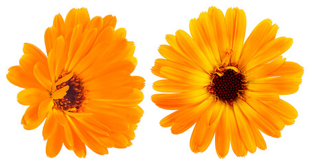 Beautiful blooming yellow marigold flowers isolated on a white background. Calendula officinalis...