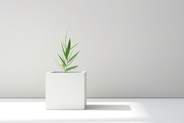A small plant in a white pot sits on a white table against a white background.,