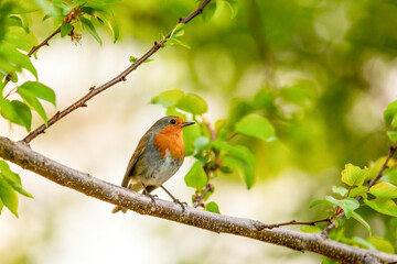 Robin on a branch in nature, photo as a background, digital image