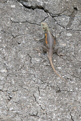 A photo of common agama