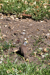 A photo of  zebra dove bird