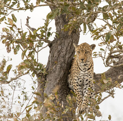 A nice shot of leopard on tree