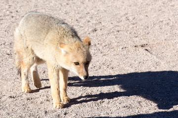 A photo of  South American gray fox