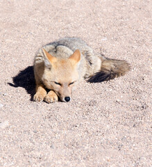 A photo of  South American gray fox