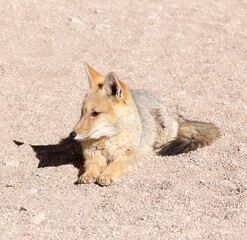 A photo of  South American gray fox
