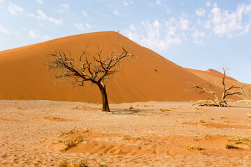 Fototapeta na wymiar A landscape of Sossusvlei red dune