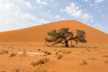 Fototapeta na wymiar A landscape of Sossusvlei red dune