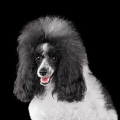 Elegant black and white toy poodle
