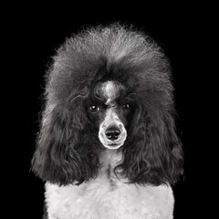 Portrait of black and white poodle