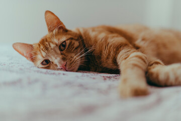 Gato macho naranja tumbado en una cama mirando a camara 