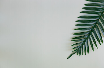 One branch of a palm tree on a light gray background.