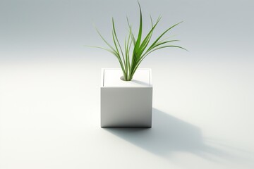 A small plant growing in a white cube