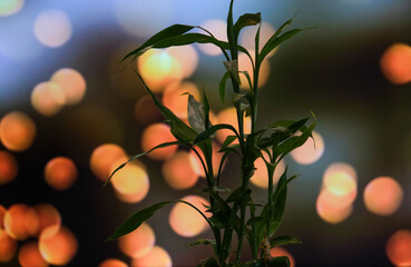 A bamboo flower in a scene with bokeh lights