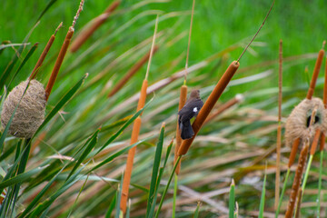 Pretty little bird perched on a branch in the savannah in South Africa