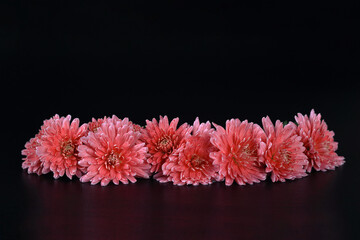 Chrysanthemum flower head against a dark background. Petals of an red Chrysanthemum flower. Floral macro. Red summer flowers on black. Floral abstract background. Greeting card. Valentines day