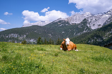Alm-Idylle, zwei Fleckvieh - ein Rind auf einer Alm mit imposanten Bergen im Hintergrund.