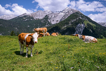 Fototapeta na wymiar Alm-Idylle, Fleckvieh -Kühe auf einer Alm mit Alpenpanorama im Hintergrund.