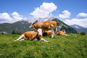 Fototapeta na wymiar Alm-Idylle, Fleckvieh -Kühe auf einer Alm mit Alpenpanorama im Hintergrund.