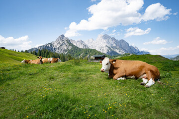 Fototapeta na wymiar Alpenpanorama - Kühe liegen entspannt auf einer Alm mit prächtigem Gebirge im Hintergrund.