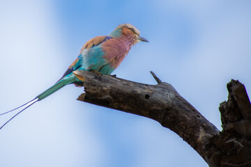 Pretty little Lilac-breasted Roller perched on a branch in the savannah in South Africa