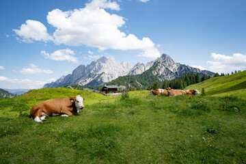 Alpenpanorama - Kühe liegen entspannt auf einer Alm mit prächtigem Gebirge im Hintergrund.