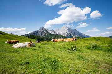 Alpenpanorama - K&uuml;he liegen entspannt auf einer Alm mit pr&auml;chtigem Gebirge im Hintergrund.