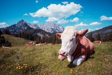 Fototapeta na wymiar Alm - Romantik, Bergwiese mit bunten Blumen und Kühen vor dem Hochgebirge.