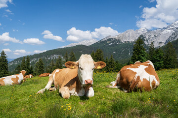 Fototapeta na wymiar Alm - Romantik, Bergwiese mit bunten Blumen und Kühen vor dem Hochgebirge.