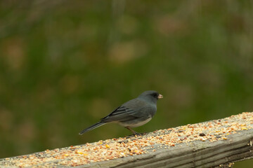 This cute little dark-eyed junco was perched on this wooden brown railing. The little bird came in for some birdseed. Some call this avian a snowbird. I love his dark body with white feathers. 