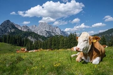 Fototapeta na wymiar Alm - Idylle - Fleckvieh-Kuh liegt entspannt auf einer Alm mit einem imposanten Gebirge im Hintergrund.