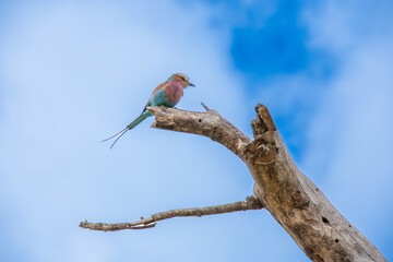 Pretty little Lilac-breasted Roller perched on a branch in the savannah in South Africa