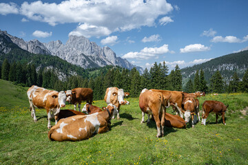 Alm-Idylle, Fleckvieh, Kuh-Herde auf einer Alm mit Alpenpanorama im Hintergrund.
