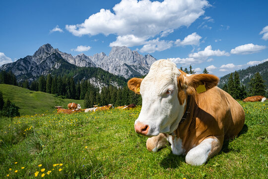 Alm - Romantik, Bergwiese mit bunten Blumen und K&uuml;hen vor dem Hochgebirge.