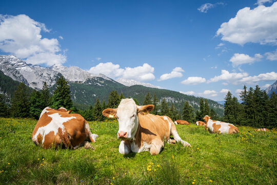 Alm - Romantik, Bergwiese mit bunten Blumen und K&uuml;hen vor dem Hochgebirge.