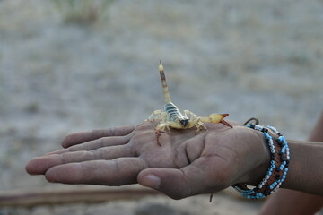 San Bushman holding a Scorpion