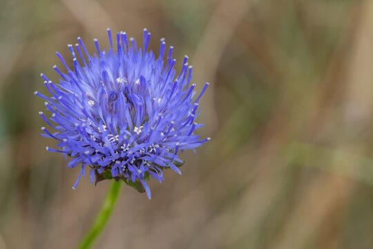 Macro shot of a blue bonnet (jasione montana) flower in bloom