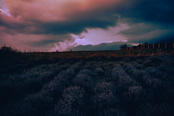  Lavender flower blooming scented fields in endless rows on sunset.
