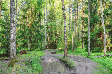 Footpath with puddle in the summer forrest - 705272765