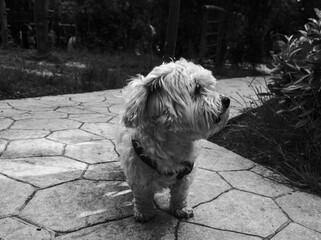 A smiling little puppy of a light brown poodle in a beautiful green meadow is happily running towards the camera.