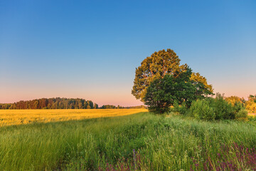 Lonely tree in summer field at sunset