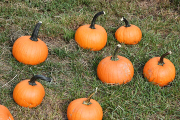 Pumpkins on the Grass