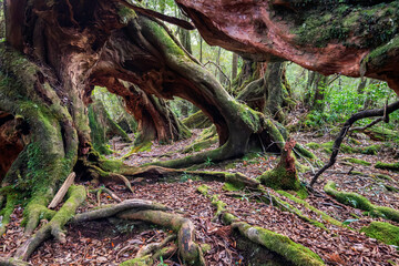 Shiratani Unsuikyo Ravine Trail, Yakushima, Japan