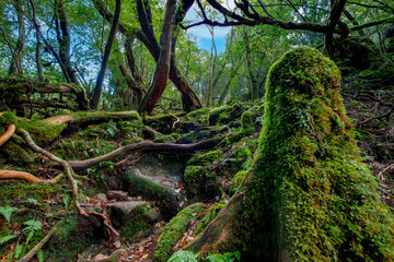 Obraz premium Shiratani Unsuikyo Ravine Trail, Yakushima, Japan