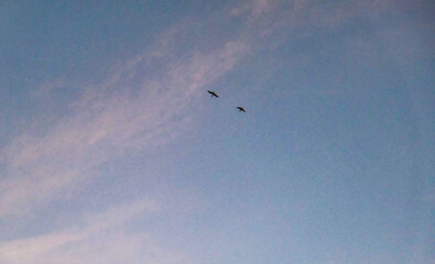Silhouette in the blue sky of a flock of cranes. birds in the distance flying in the blue sky.